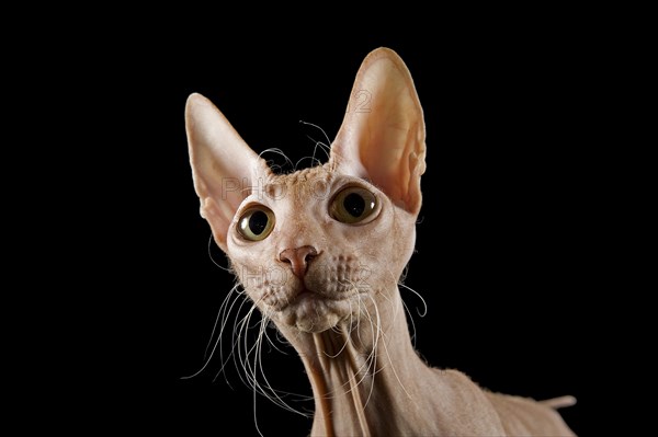 Peterbald cat