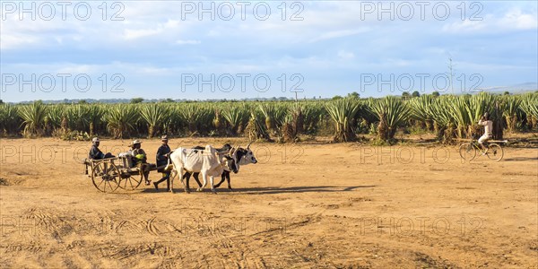 Ox cart in front of a Sisal plantation (Agave sisalana)