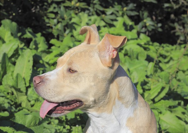 American Pit Bull Terrier