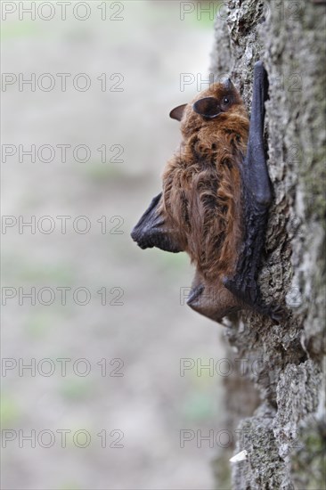 Pipistrelle (Pipistrellus pipistrellus) climbing on an oak tree