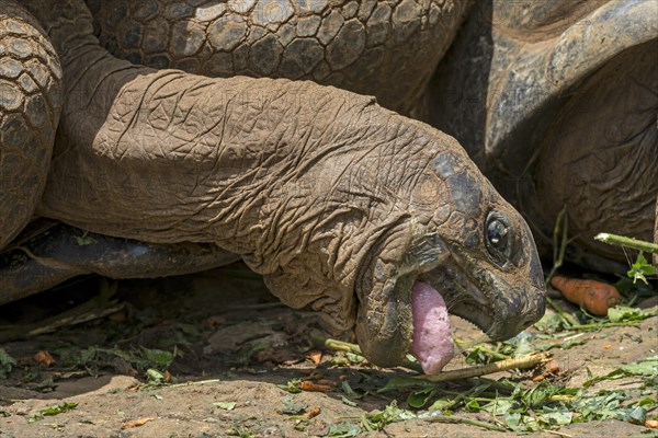 Aldabra giant tortoise (Aldabrachelys gigantea) feeding