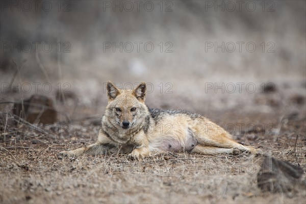 Golden jackal (Canis aureus)