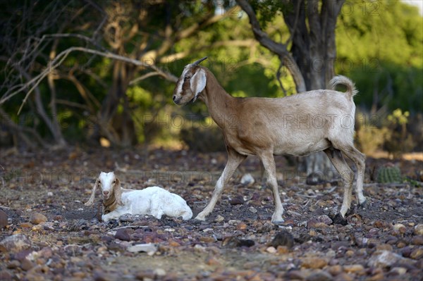 Female goat and goatling