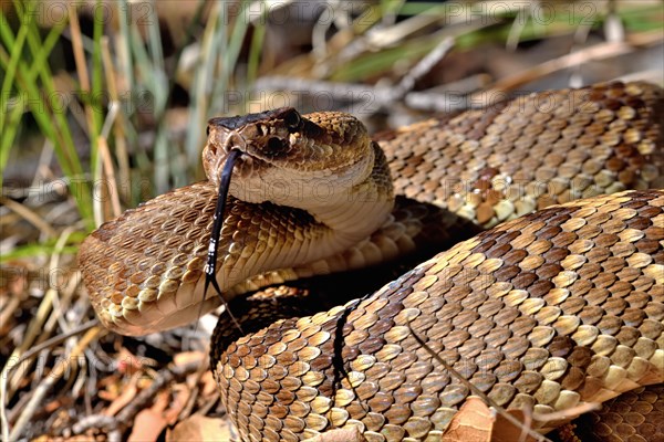 Black-tailed rattlesanke (Crotalus molossus) Chiricahua mountains