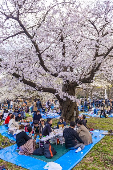 Japanese picnic under cherry blossoms in Yoyogi Park at Hanami Fest