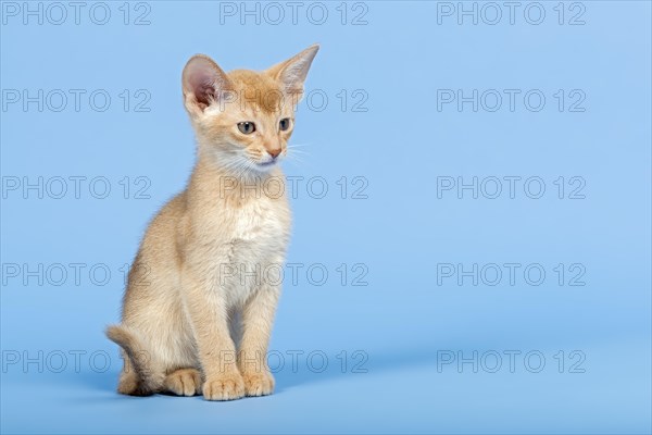 Abyssinian kitten