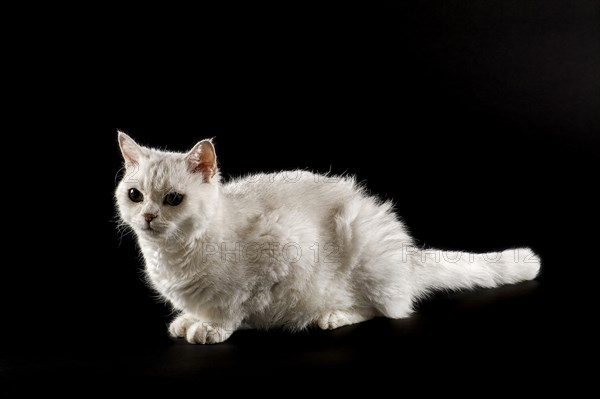 Selkirk Rex cat