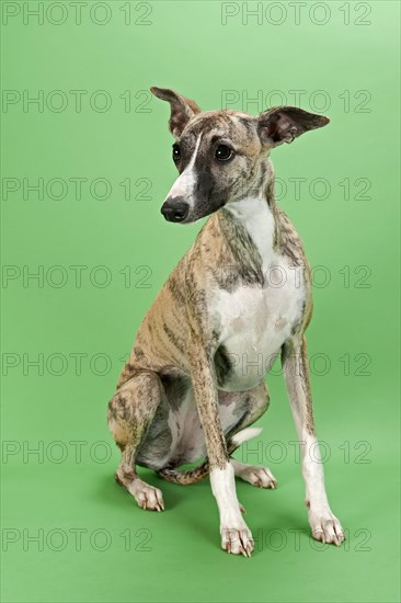 Whippet