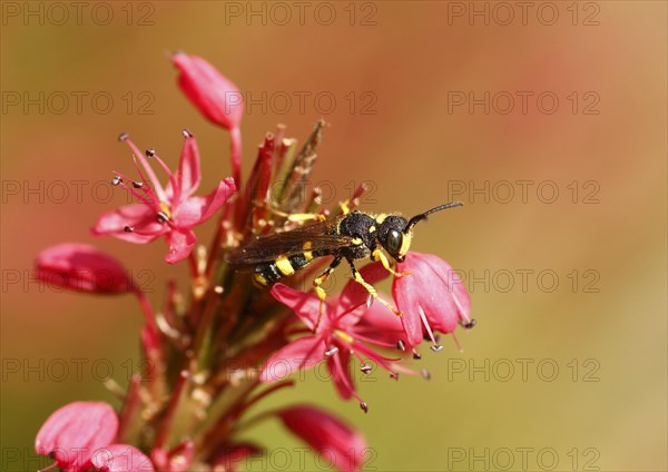 Field Digger Wasp (Mellinus arvensis) on Red Bistort (Polygonum amplexicaule)