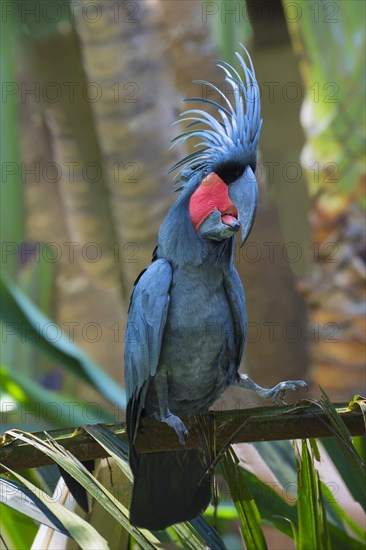 Palm Cockatoo or Great Palm Cockatoo (Probosciger aterrimus)