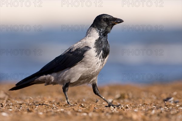 Hooded Crow (Corvus corone cornix)