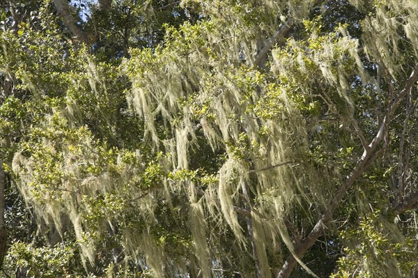 Tree's dandruff (Usnea) on a tree