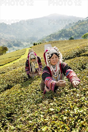 Akha hill tribe women picking tea