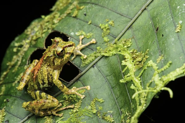 Neotropical frog (Pristimantis eriphus)