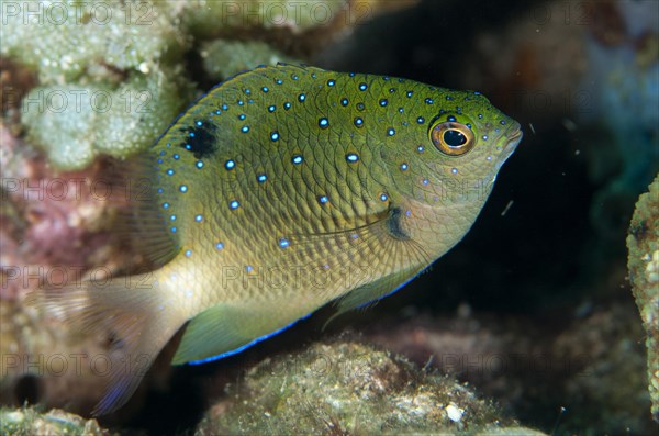 Jewel Damsel (Plectroglyphidodon lacrymatus)