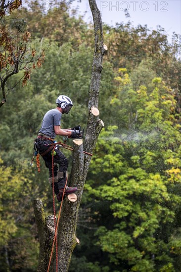 Tree is felled