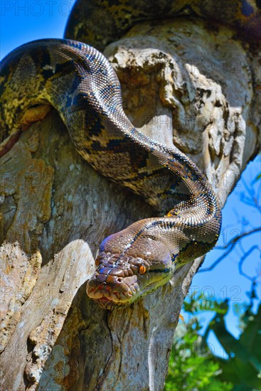 Reticulated python (Malayopython reticulatus)