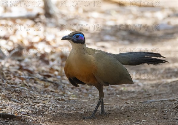 Giant coua (Coua gigas)