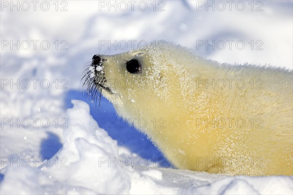 Harp Seal or Saddleback Seal (Pagophilus groenlandicus