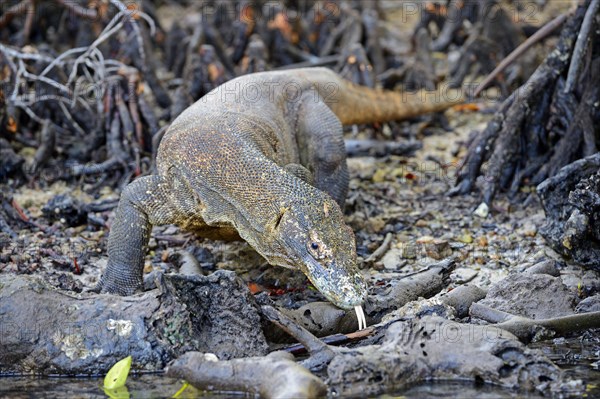 Komodo Dragon (Varanus komodoensis) in the mangrove area of Rinca Island