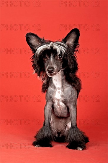 Chinese Crested Dog