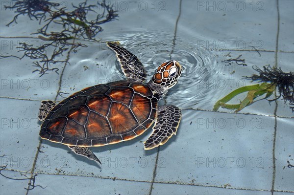 Olive ridley sea turtle (Lepidochelys olivacea)