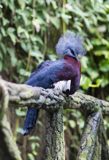 Southern Crowned Pigeon (Goura scheepmakeri)