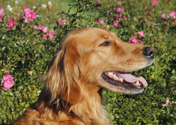 Golden Retriever Irish Red Setter crossbreed