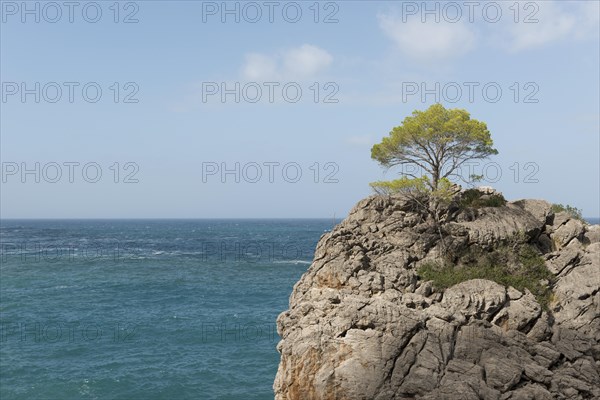 Tree on rock in the region of Torrent De Pareis
