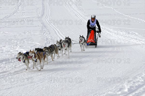 Musher with sled dog team