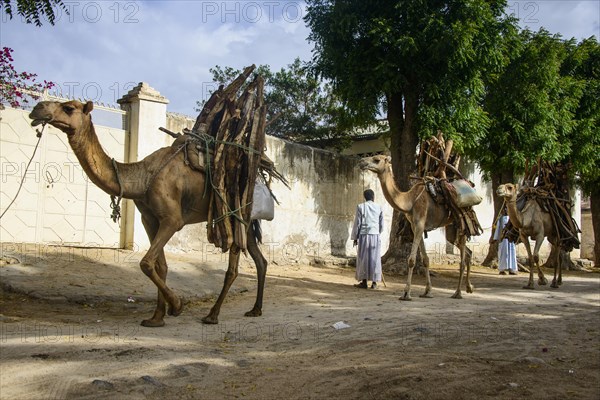 Camel caravan loaded with firewood walking through Keren