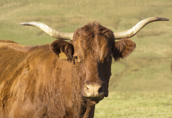 Salers cattle