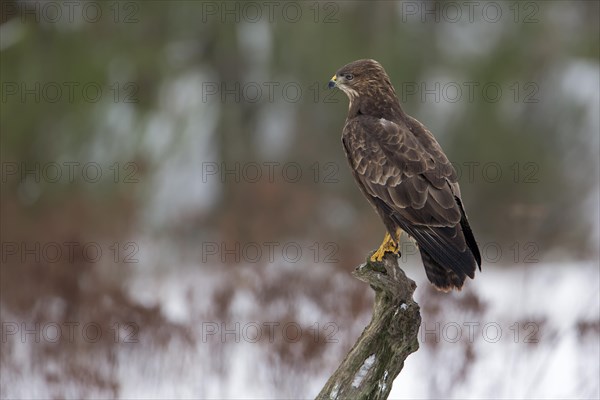 Buzzard (Buteo buteo) hunting from its perch