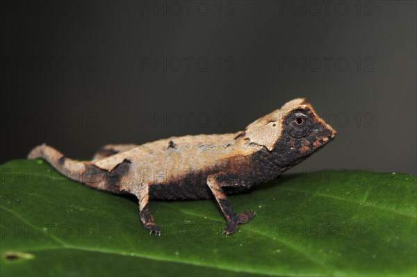 Decary's Leaf Chameleon (Brookesia decaryi) in dry forest