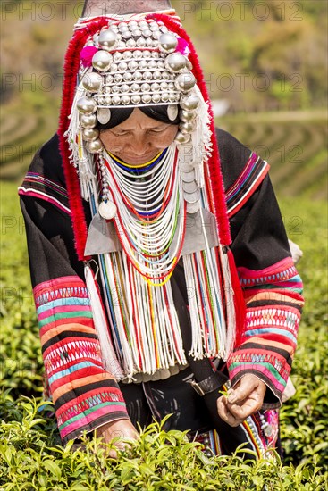 Akha hill tribe woman picking tea