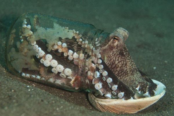 Veined Octopus (Octopus marginatus) in bottle with shell for covering
