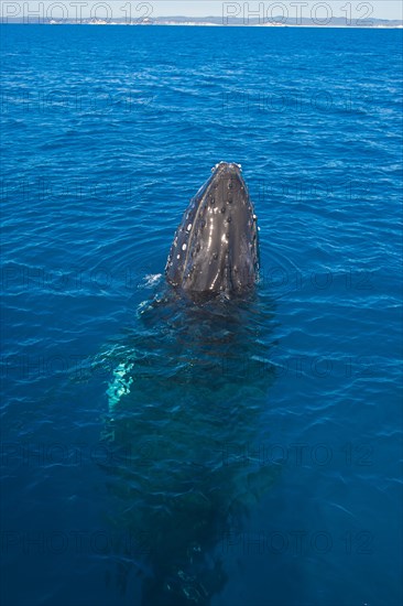 Humpback Whale (Megaptera novaeangliae)