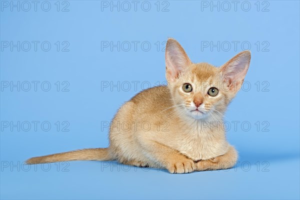 Abyssinian kitten