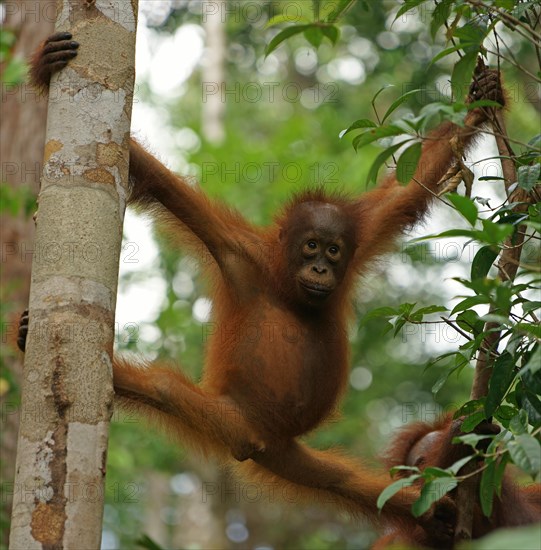 Bornean Orangutan (Pongo pygmaeus)