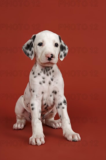 Dalmatian