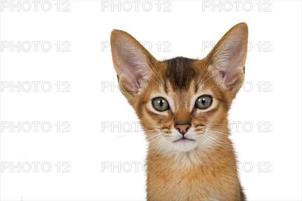 Abyssinian