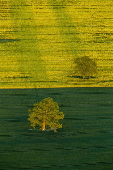 Trees in a green field and a flowering rape feed