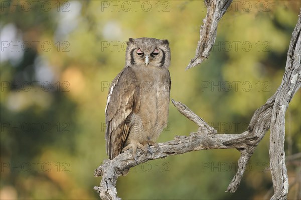 Verreaux's eagle-owl (Bubo lacteus) sitting on a branch