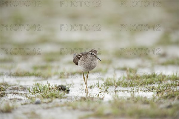 Wood Sandpiper (Tringa glareola)