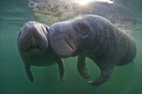 West Indian Manatees (Trichechus manatus)