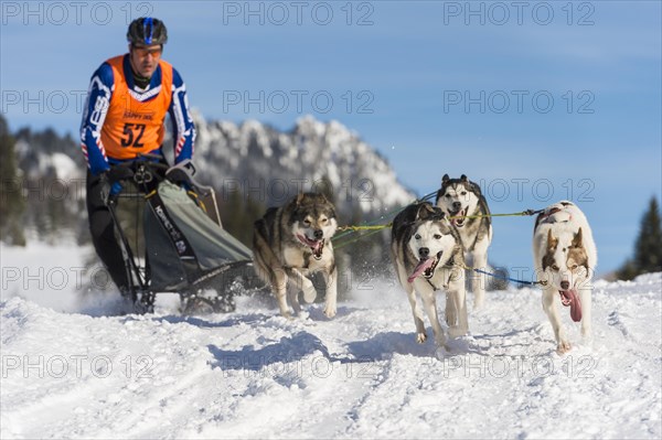 Sled dog racing