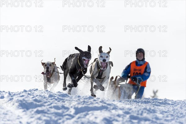 Sled dog racing