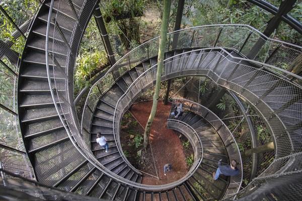 Stairs to the treetops