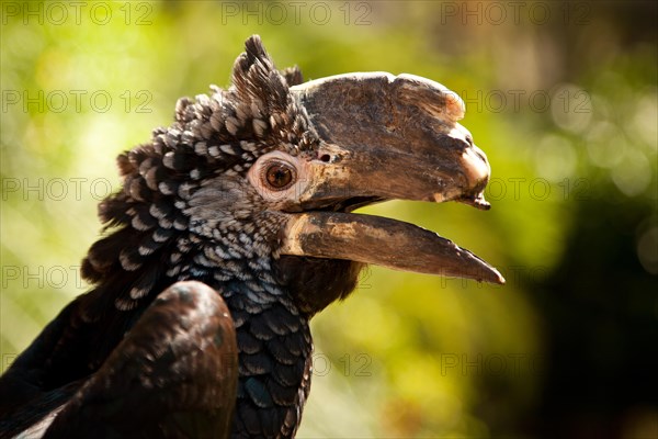 Silvery-cheeked hornbill (Bycanistes brevis)