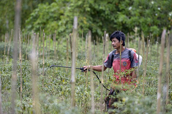 Chili plants (Capsicum) being sprayed with pesticides